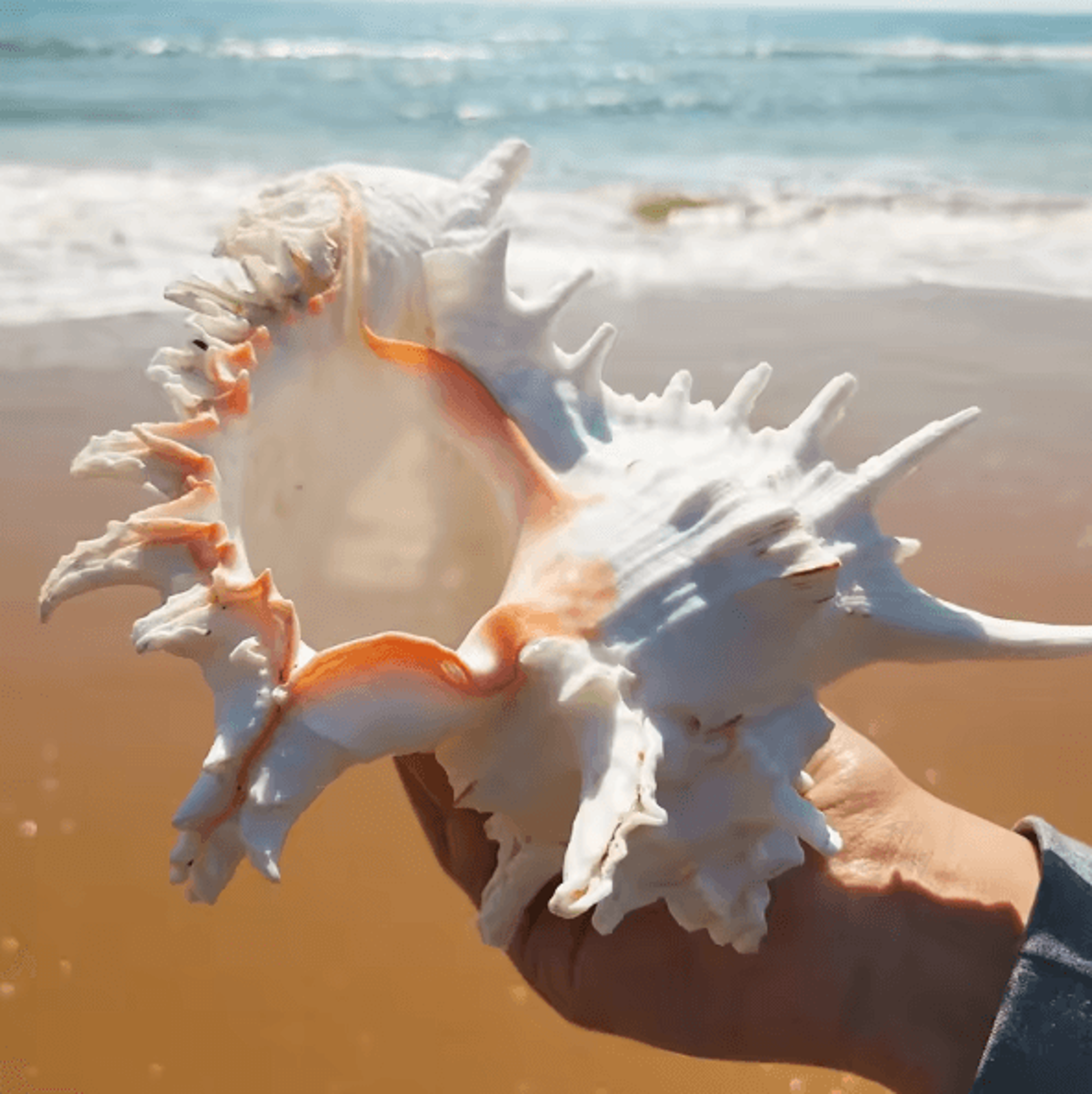 OceanTreasure Large Murex Ramosus Shell Natural Conch Decor For Home  Events 3
