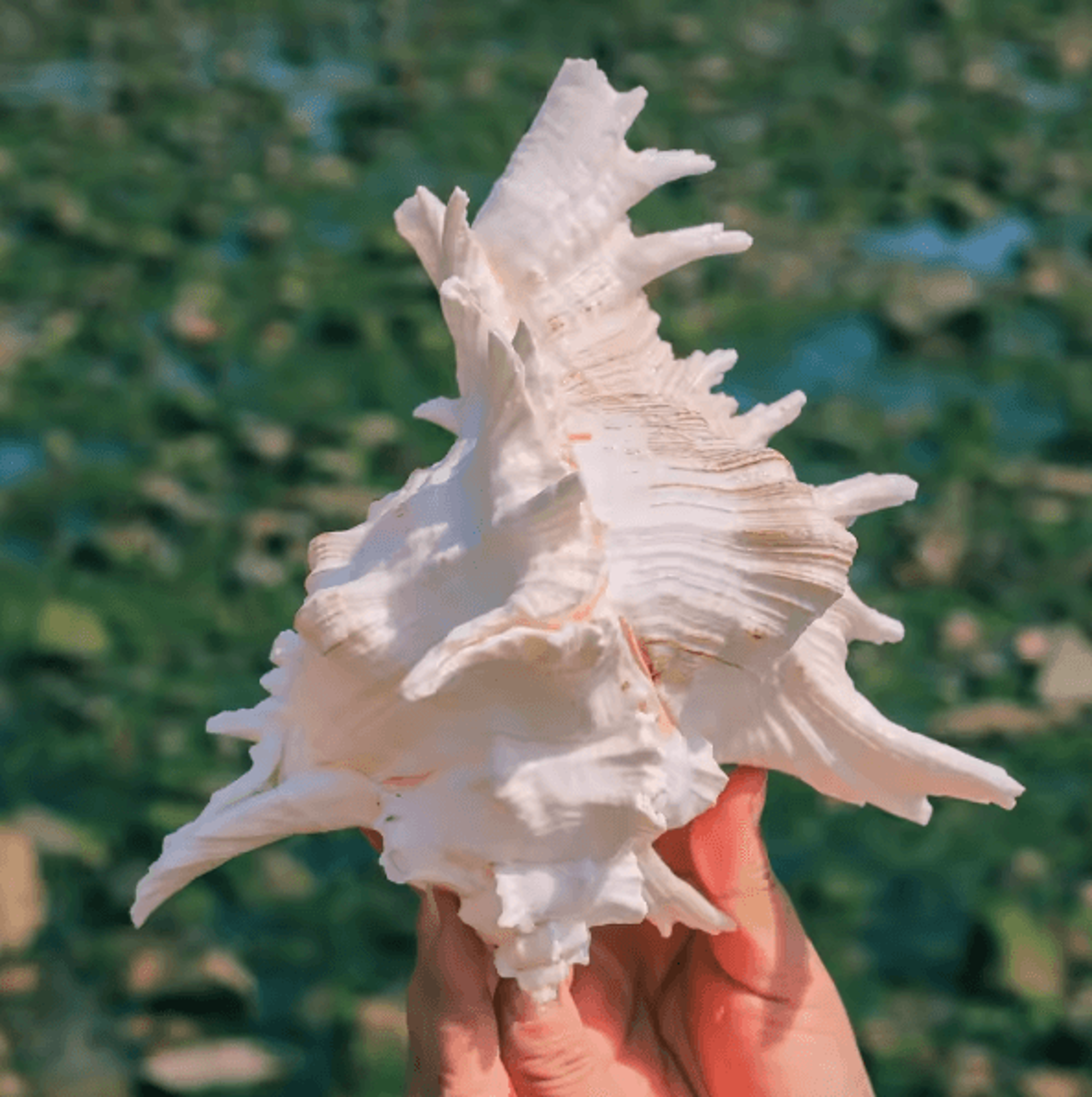 OceanTreasure Large Murex Ramosus Shell Natural Conch Decor For Home  Events 4