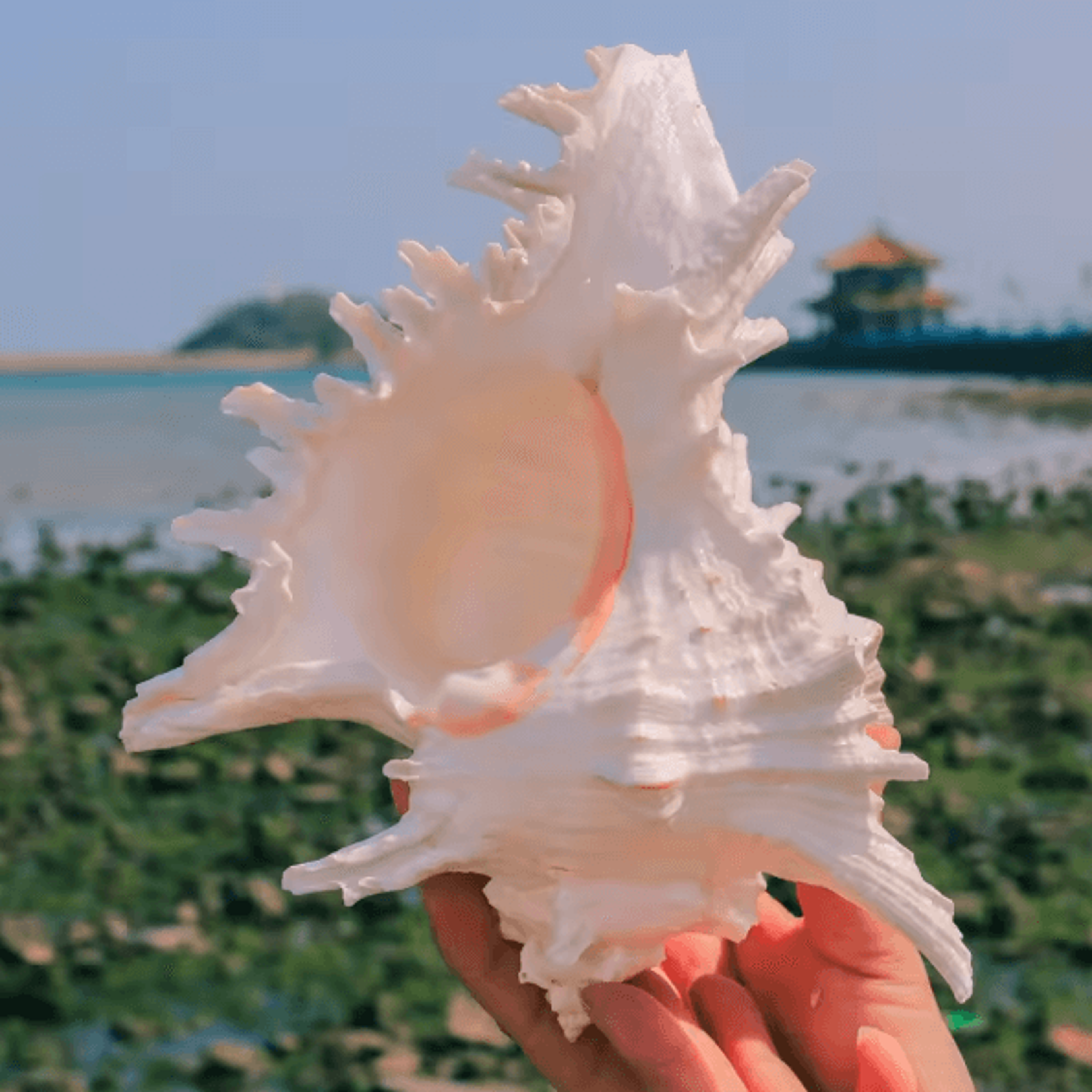 OceanTreasure Large Murex Ramosus Shell Natural Conch Decor For Home  Events 5