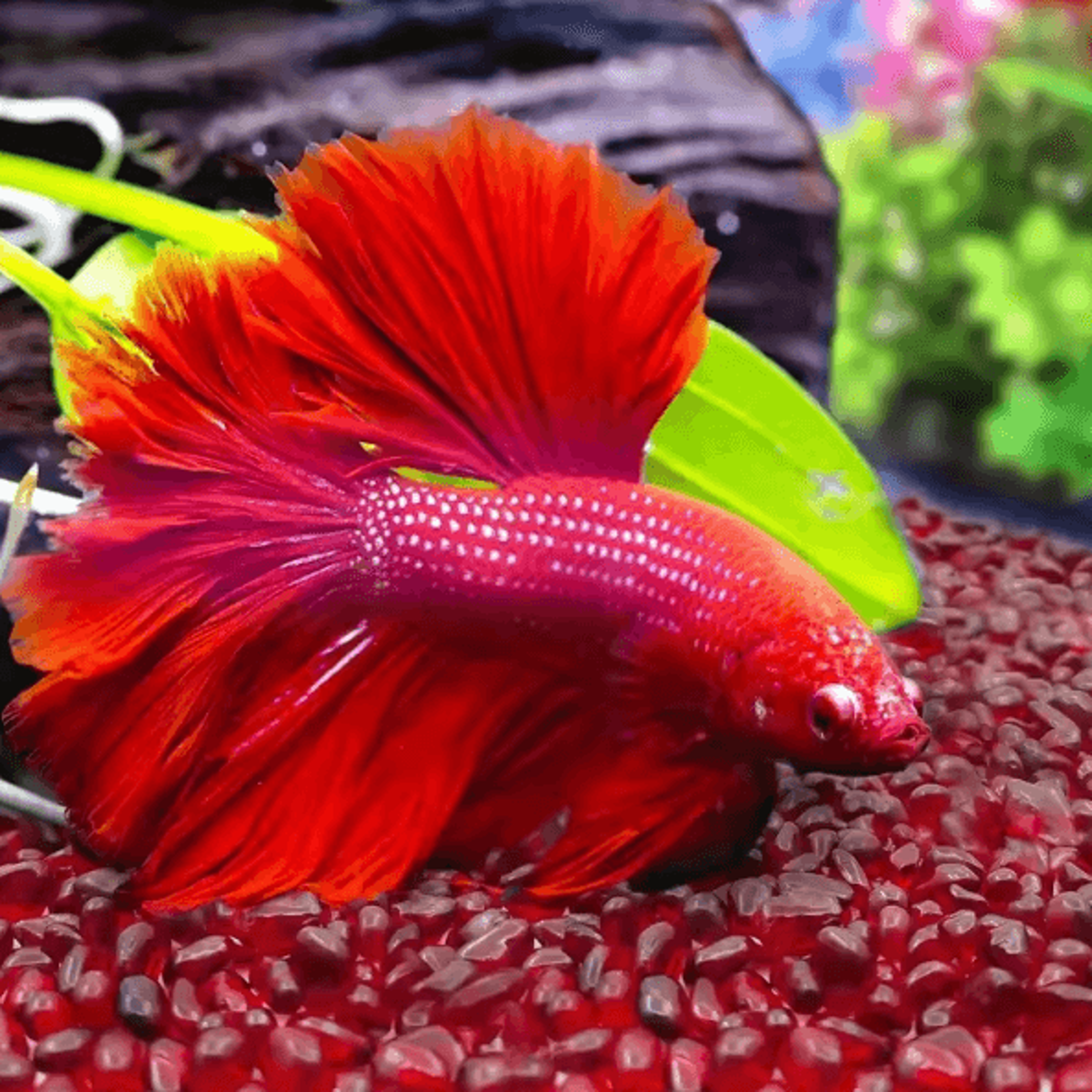 Red Glass Gravel Chips  Decorative Crystal Stones For Vase Aquarium  DIY Decor 4