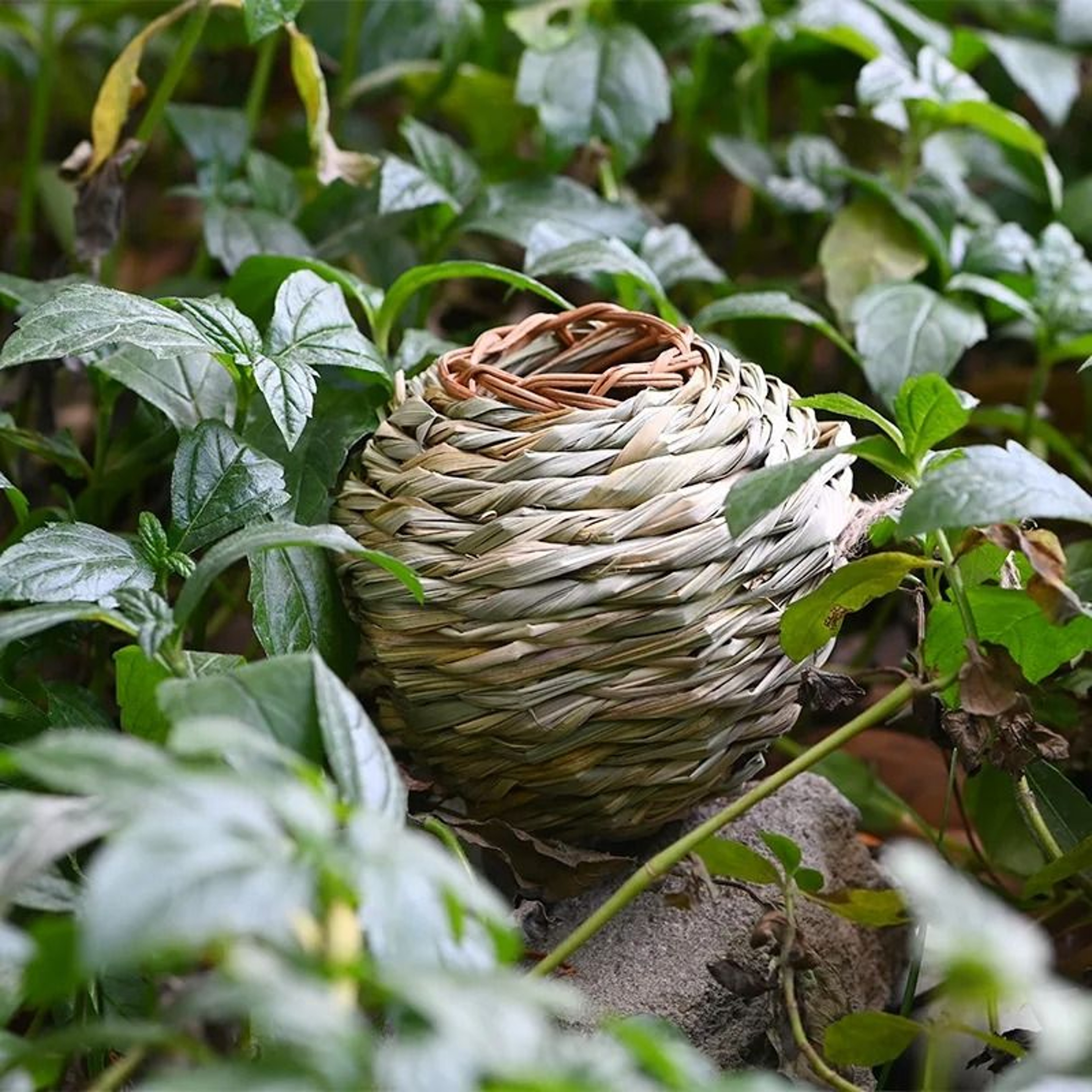 Round Natural Grass Bird Nest House  Handwoven Hanging Outdoor Shelter And Garden Decoration 3
