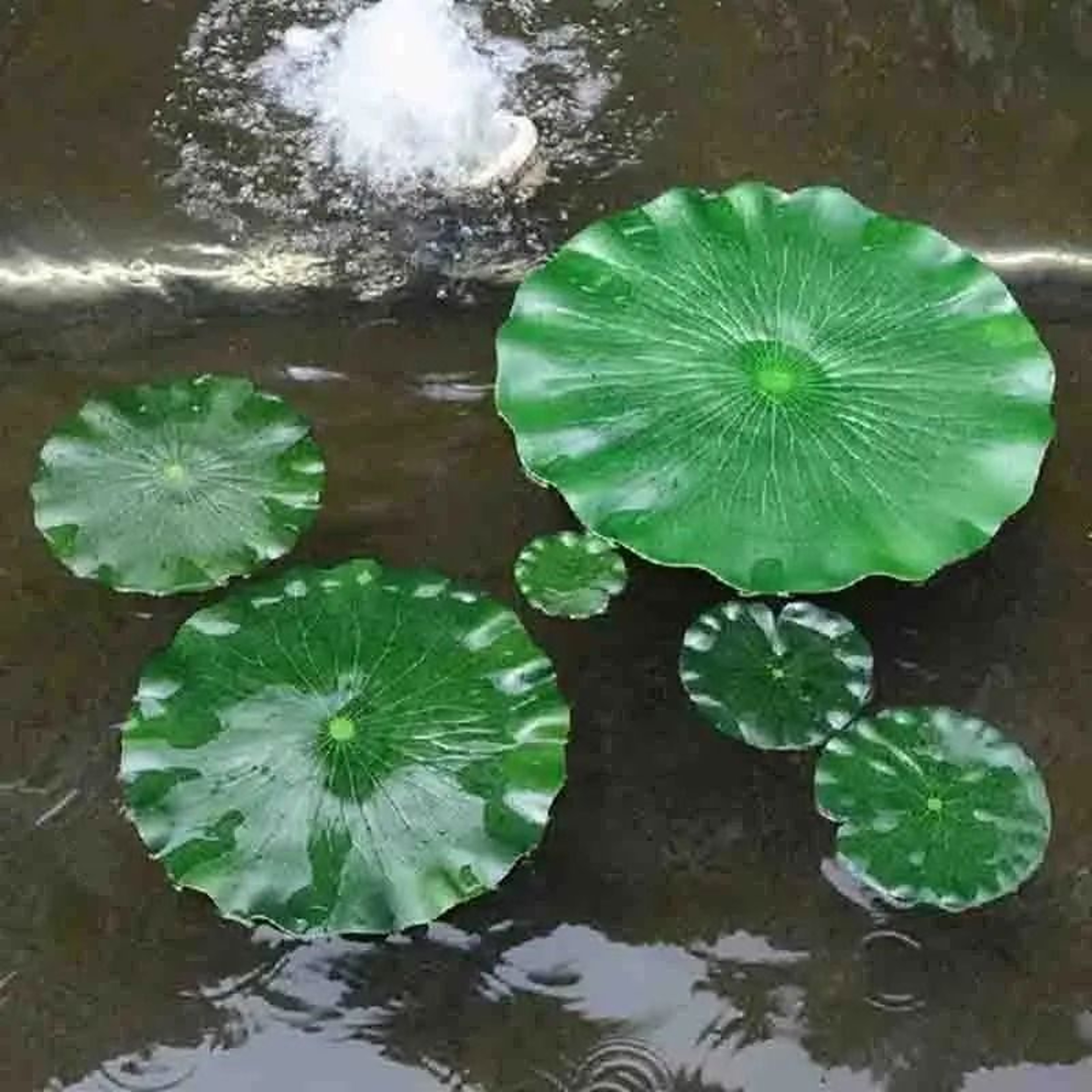 5PCS Artificial Lotus Leaf Set  Floating Water Lily Pad Decor 0