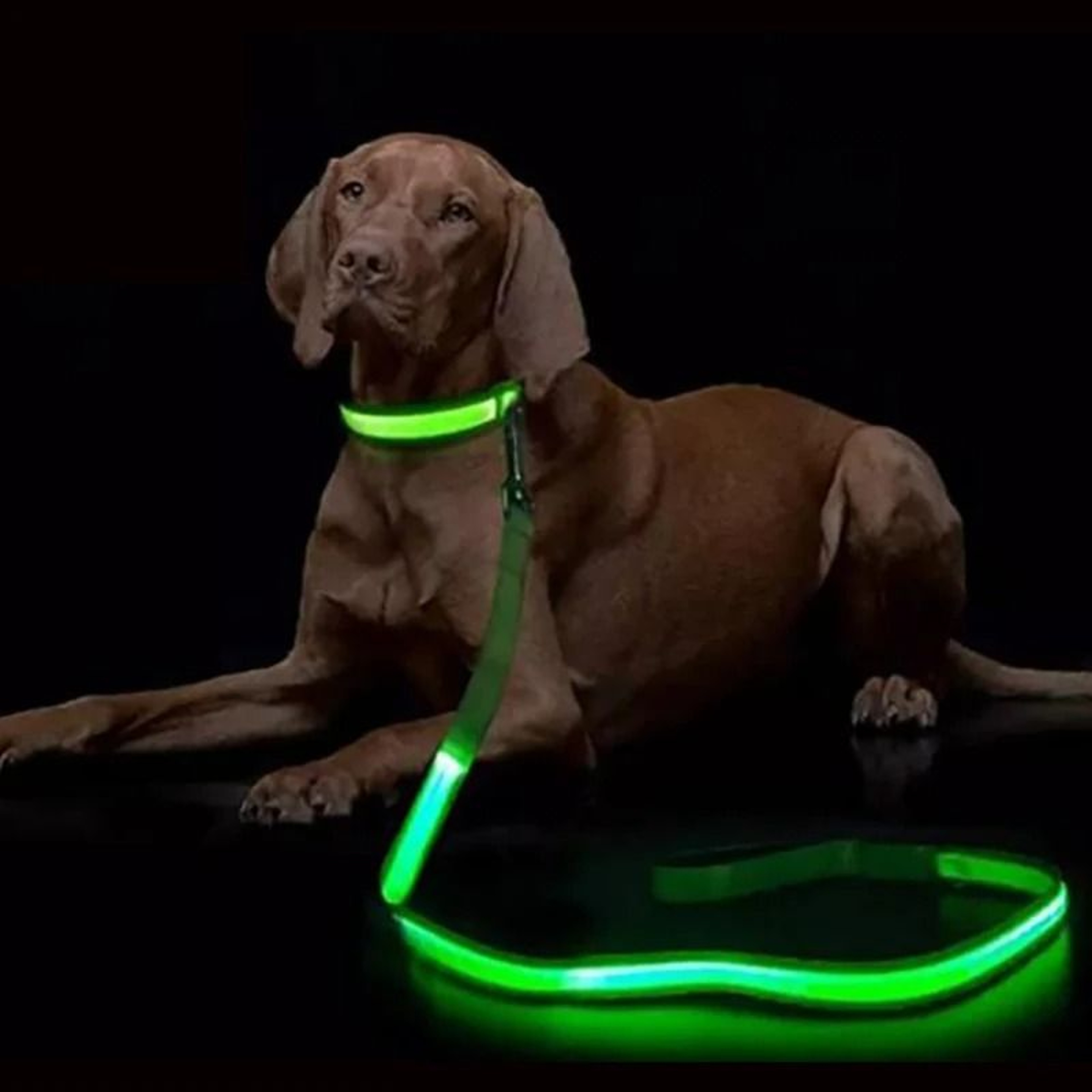 LED Light Up Dog Leash Night Safety Luminous Flashing Glowing Traction Rope Lead 0