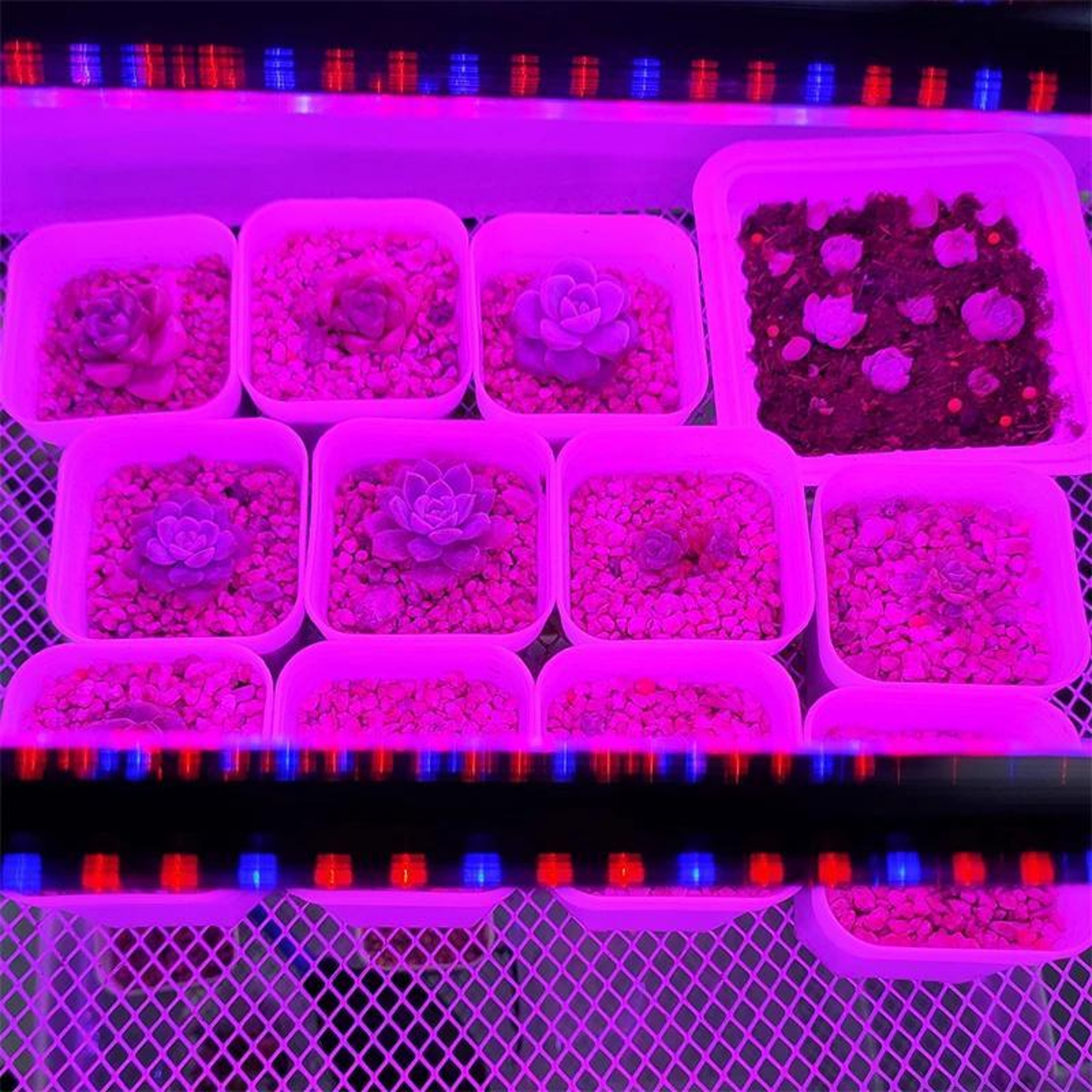 Full Spectrum 2 Head Clip On Plant Grow Light with Remote Control – view 8