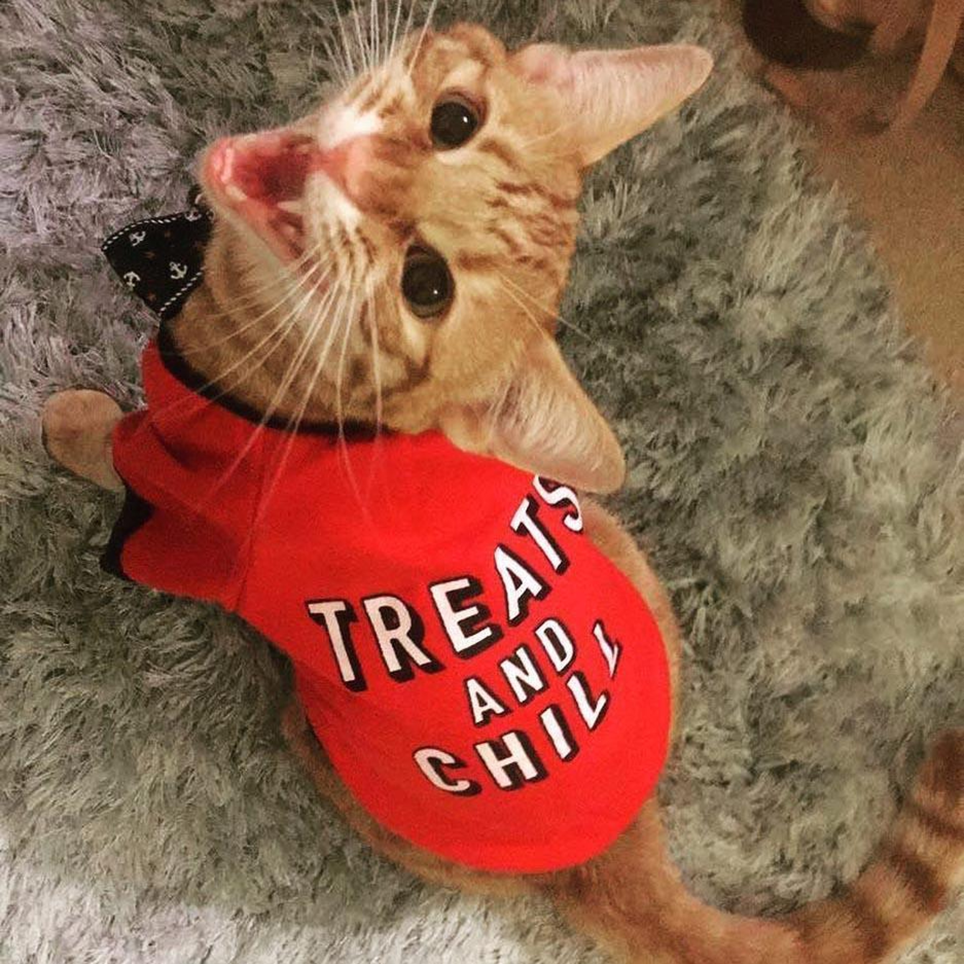 Treats And Chill" Dog & Cat T-Shirt – view 1