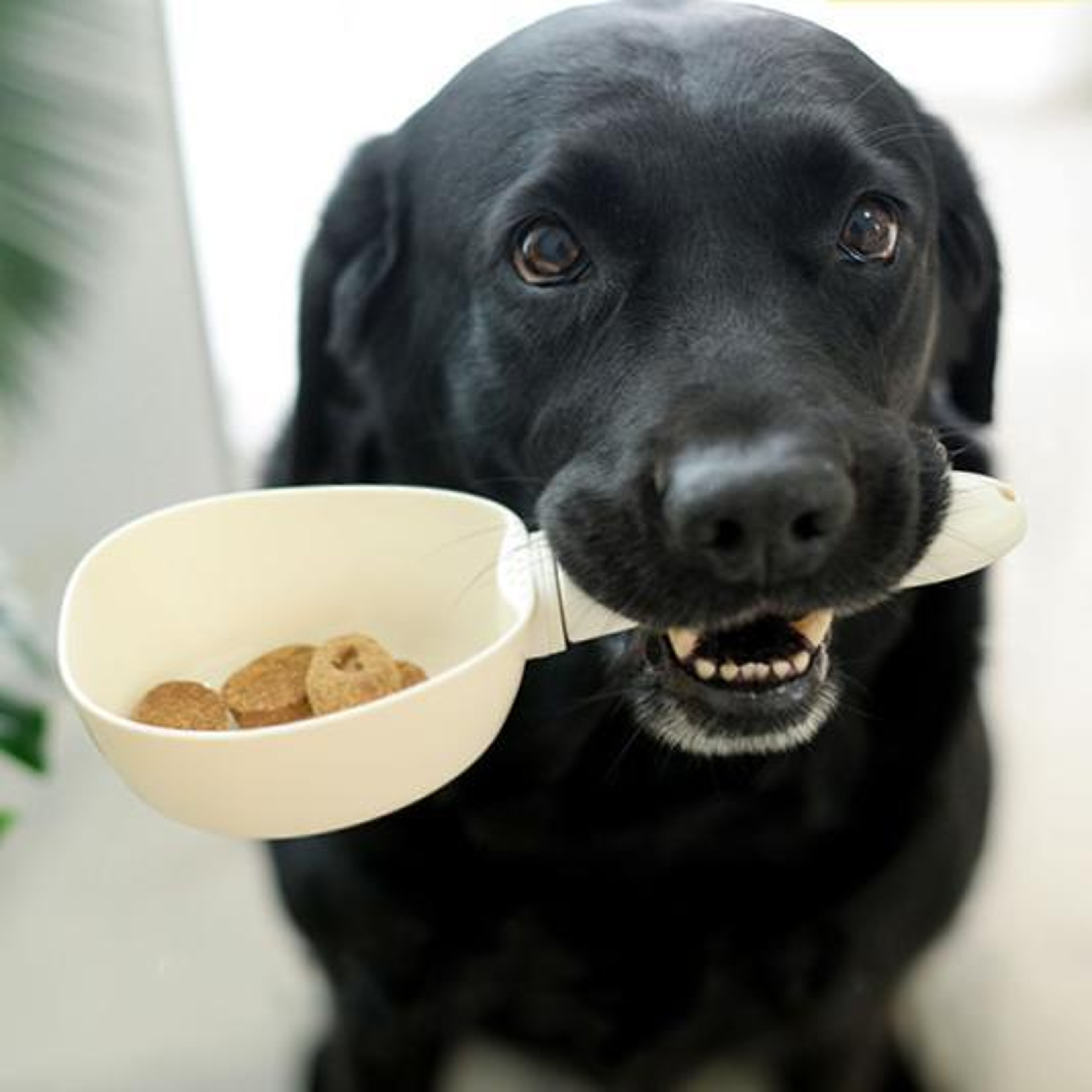 Pet Food Measuring Scoop – view 6
