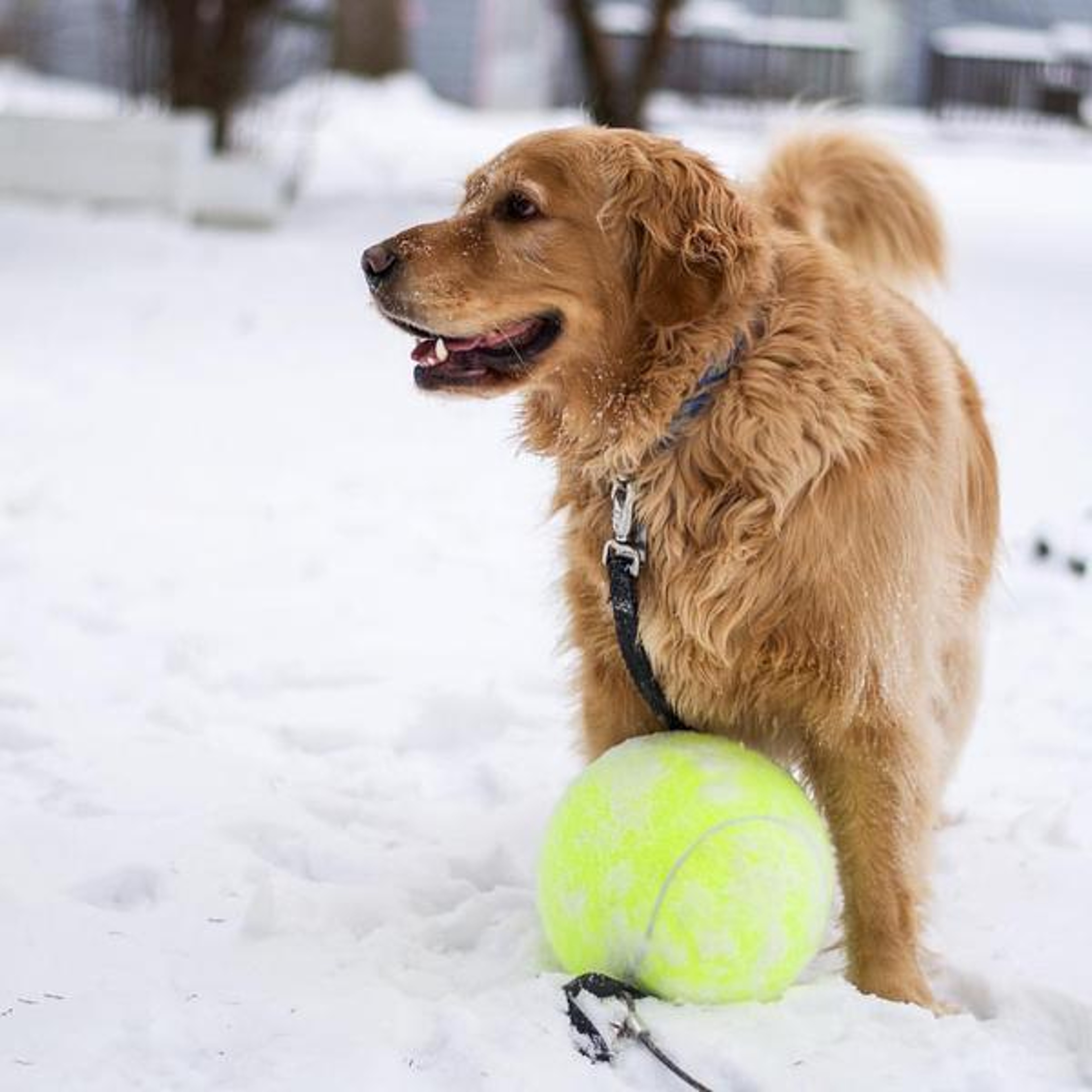 Doggy Jumbo Ball – view 1