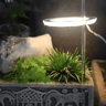 Best Angel Indoor Grow Lights