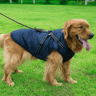 dogcoatwithzipperonbackblue.png