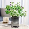 Self Watering Hydroponic Flower Pot Automatic Double Layer Planter For Effortless Indoor Plant Care 6