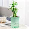 Self Watering Hydroponic Flower Pot Automatic Double Layer Planter For Effortless Indoor Plant Care 8