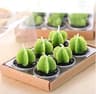 Mini Cactus Candles 1