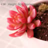 Plants Mini Artificial Succulent Plants For Home Garden Green Plastic Plants Ornament Decoration 7