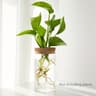 Desktop Hydroponics Glass Planter Plant Propagation Station Bud Vase Vase For Home Decoration 7