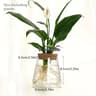 Glass Planter Propagation Station Vase Rack Tabletop Hydroponic Plants Decoration 6