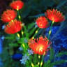 Solar Powered Flower Garden Lights  Outdoor Waterproof Decorative Lawn And Pathway Lamps 4