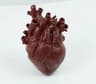 Anatomical HeartShaped Creative Sculpture Vase 8