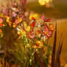 Solar Butterfly  Flower Landscape Decoration Lights 6