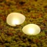 NaturalGlow Solar Rock Spotlights 5