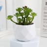 Artificial Succulent Bonsai  Mini Simulation Evergreen Decor 10