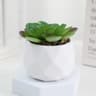 Artificial Succulent Bonsai  Mini Simulation Evergreen Decor 12
