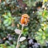Elegant Carved Crystal Rose  HighDefinition Botanical Gemstone Sculpture 15