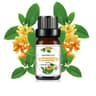 Natural Plant Fruit Essential Oil 10 Ml 19