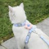 Breathable Flower Pet Harness  Leash Set 6