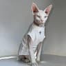 Cozy Winter Cotton ShortSleeve Pullover Cat Shirt 7