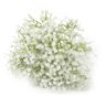 Eucalyptus Green Leaf Stems Decorative Home Bouquet Set 8