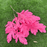 Hot Pink Artificial Rose And Hydrangea Wedding Floral Arrangement Set 8