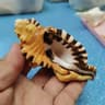Natural Triton Sea Shell Decor For Aquarium Styling And Coastal Home Display 6