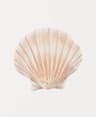 Coastal Seashell Wall Art Canvas Set Ocean Inspired Prints 9