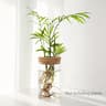 AquaBloom Glass Desktop Hydroponics Planter  Elegant Vase For Plant Propagation  Home Decor 7
