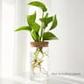 AquaBloom Glass Desktop Hydroponics Planter  Elegant Vase For Plant Propagation  Home Decor 8