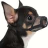 BrachyGuard Soft Mesh Muzzle For ShortSnout  SmallMedium Dogs 6