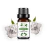 10 Ml Mango And Pineapple Fruit Flavor Essential Oils For DIY Diffusers Soaps And Candles 27