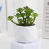Mini Artificial Succulent Bonsai Plant Realistic Faux Cactus Decor For Desk And Home 10
