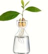 4PCS Avocado Seed Starter Vase Glass Hydroponic Growing Kit For Home Decor 6