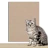 SelfAdhesive Cat Scratching Carpet Protector For Sofas Walls  Furniture  Trimmable DIY Scratch Guar 12