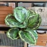 Fake Plants Leaf Apple Evergreen Peacock Leaves Artificial Greenery Home Decor 9