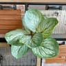 Fake Plants Leaf Apple Evergreen Peacock Leaves Artificial Greenery Home Decor 10