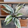 Fake Plants Leaf Apple Evergreen Peacock Leaves Artificial Greenery Home Decor 11