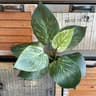 Fake Plants Leaf Apple Evergreen Peacock Leaves Artificial Greenery Home Decor 14