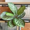 Fake Plants Leaf Apple Evergreen Peacock Leaves Artificial Greenery Home Decor 6