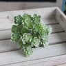 Mini Artificial Cactus Plant  HighPerformance 24Head Realistic Succulent  Real Touch Micro Landscap 7