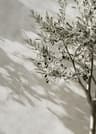 Retro Elegant Olive Tree  Lemon Canvas Poster  Vintage Mediterranean Vase Wall Art 9