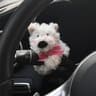 Premium Plush Puppy Steering Column Decor 7