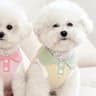 Breathable Lightweight Summer Pet Shirt 8