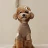 Love Bear Winter Warm Pet Base Shirt 11